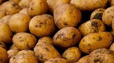 Откуд в Кыргызстан поставлялся картофель 