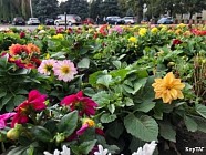 Летом площадь «Ала-Тоо» украсят 200 тыс. цветов