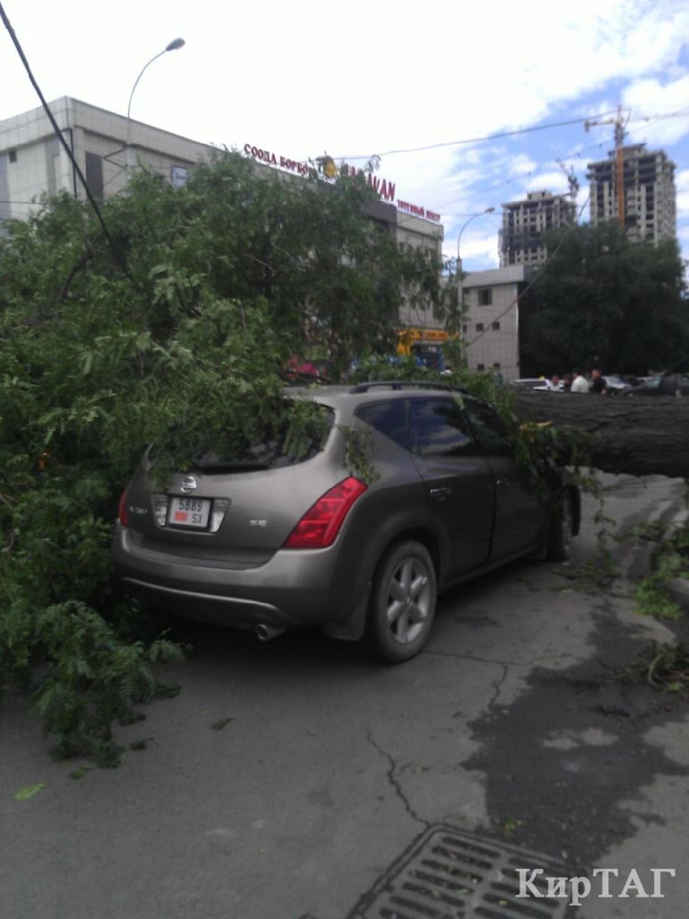 В Бишкеке дерево упало на движущийся автомобиль, водитель не пострадал  (фото)