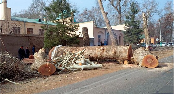 В Узбекистане вводят мораторий на вырубку ценных пород деревьев