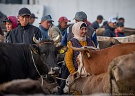 В КР введены в эксплуатацию 7 новых муниципальных скотных рынков. 