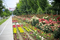 Наманган подарит Бишкеку 500 тыс. цветов 