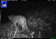 В «Хан-Тенири» заметили снежного барса, рысь и других диких животных В «Хан-Тенири» заметили снежного барса, рысь и других диких животных