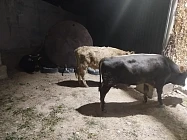 Пресечены несколько попыток перегона КРС из Кыргызстана в Таджикистан