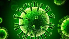 Вирусолог рассказал, как переходит вирус Нипах от человека к человеку