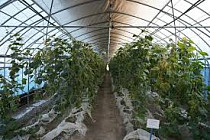 Китай инвестирует в высокотехнологичные теплицы в Кыргызстане