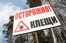 В Кыргызстане начали регистрировать случаи нападения клещей
