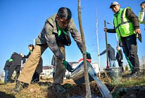 В этом году в Бишкеке высадят 50 тысяч деревьев В этом году в Бишкеке высадят 50 тысяч деревьев