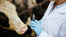 В Кыргызстане хотят запустить пилотную программу «Молодой ветеринар: жильё и карьера» В Кыргызстане хотят запустить пилотную программу «Молодой ветеринар: жильё и карьера»