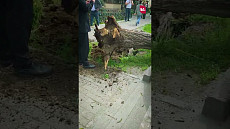 В центре Бишкека упавшее дерево повредило несколько машин