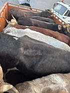 Пограничники Кыргызстана пресекли контрабанду КРС