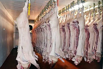 В Чуйской области создадут мясной кластер. В 2027 году планируется организовать откорм 10 000 голов скота