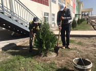 Вокруг столичных школ увеличат озеленение 