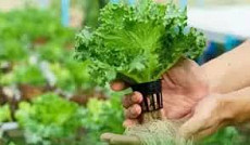 В Кыргызстане учрежден Национальный день органического сельского хозяйства