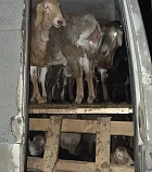 Пограничники Кыргызстана пресекли незаконный вывоз овец