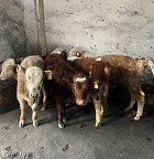 Пограничники пресекли незаконный вывоз 10 телят за границу Пограничники пресекли незаконный вывоз 10 телят за границу