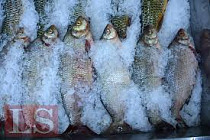 Чили, Дания и Исландия основные поставщики замороженной рыбы в Кыргызстан