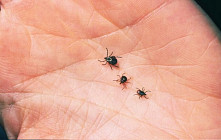  Минздрав Кыргызстана готовится к сезону клещей