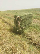 Огромный варан в тюке сена. Неожиданная находка в Шамалды-Сае