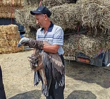 В Ноокате обнаружили легендарную птицу — кумай, занесённую в Красную книгу Кыргызстана