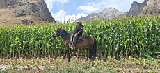 В Чон-Алае успешно проведено пилотное испытание гибрида кукурузы в высокогорных условиях