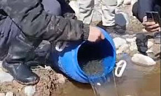 В реки Суусамыр и Кокомерен выпущено 5 тысяч мальков иссык-кульской форели