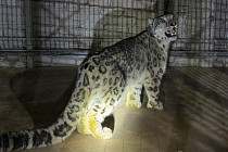 Пойманного снежного барса планируют выпустить в Кеминском заповеднике