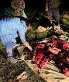 За незаконный отстрел козерога в Нарыне предъявлен иск на 300 000 сомов
