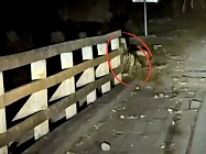 В Нарынском районе снежный барс попал на видео вместе с двумя детёнышами