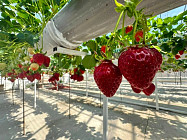 Как в Баткене выращивают клубнику зимой