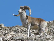 Милиция проводит проверку из-за стрельбы по диким животным в Чункурчаке