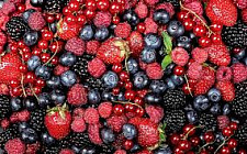 В России заинтересовались развитием ягодной отрасли Кыргызстана