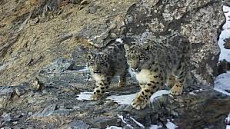 Снежный барс, архары и горные козлы попали на видео в Иссык-Кульской области