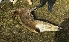В Кочкорском районе выявлен факт браконьерства