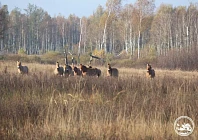 Возле Чернобыля заметили стадо редких лошадей (фото)