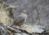 В Токтогульском районе выявлен факт незаконного отлова кекликов