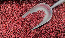 Кыргызстан намерен экспортировать таласскую фасоль на рынок Дубая