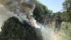 В Чуйской области милиция уничтожила 1,5 тонны дикорастущей конопли