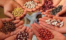 Минсельхоз Кыргызстана призывает фермеров выбирать качественные и сертифицированные семена Минсельхоз Кыргызстана призывает фермеров выбирать качественные и сертифицированные семена