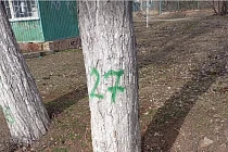 Массовой вырубки в Булан-Соготту не будет — деревья уберут только точечно Массовой вырубки в Булан-Соготту не будет — деревья уберут только точечно