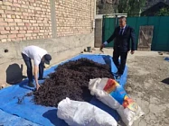 В Нарыне конфисковано 54 кг корней редкого растения эндик