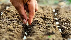 Кабмин берет на себя расходы по сертификации органики и выделяет земли фермерам