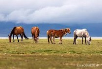 В Нарынской области идет подготовка к международному конному туру Gallops 2025
