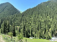 В ущелье Чычкан выявлен опасный вредитель, вызывающий усыхание лесов