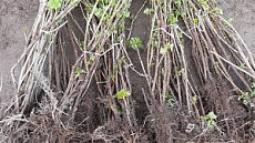 В Кыргызстан не пропустили 28762 саженца из Узбекистана