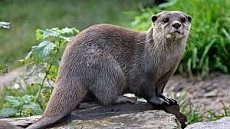 В Кыргызстане впервые за десятилетие обнаружили среднеазиатскую речную выдру