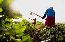 С 15 февраля фермеры смогут получать льготные кредиты онлайн