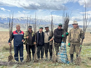 ФАО высадила более 400 тысяч деревьев в Кыргызстане