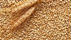 Кыргызстан и Китай договорились об экспорте зерновой продукции через «Торугарт»