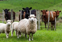 Кыргызстан с начала года экспортировал 42 тыс. голов крупного рогатого скота